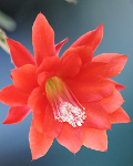 Red Cactus Flower - Hatiora gaertneri